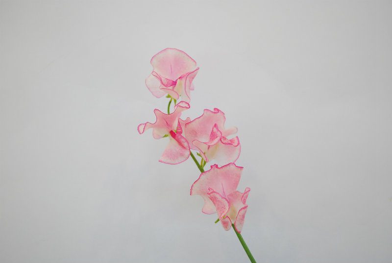 木下農園 | Flower Auction Japan