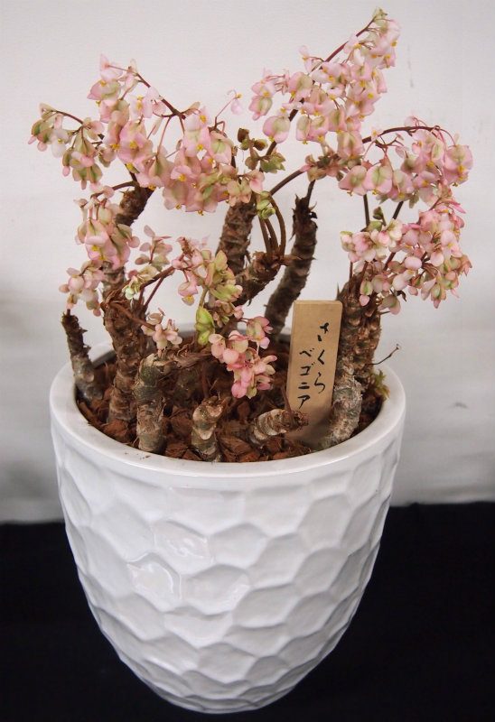 Jfiトレードフェア17春infaj 鉢物 広げよう 魅せましょう 植物の世界 が開催されました Flower Auction Japan