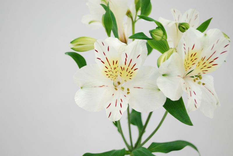 ｊａ鶴岡のアルストロメリア Flower Auction Japan Part 3