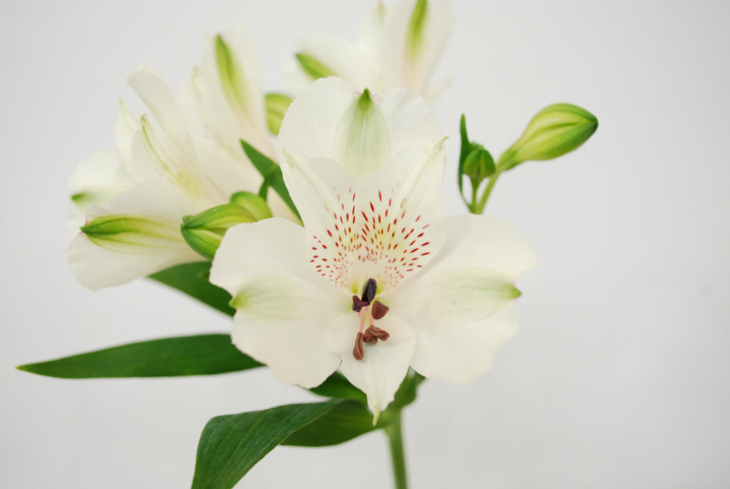 ｊａ鶴岡のアルストロメリア Flower Auction Japan Part 3