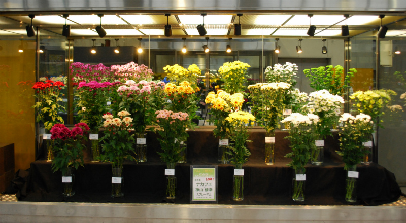 栃木県鹿沼市のスプレーマム Flower Auction Japan