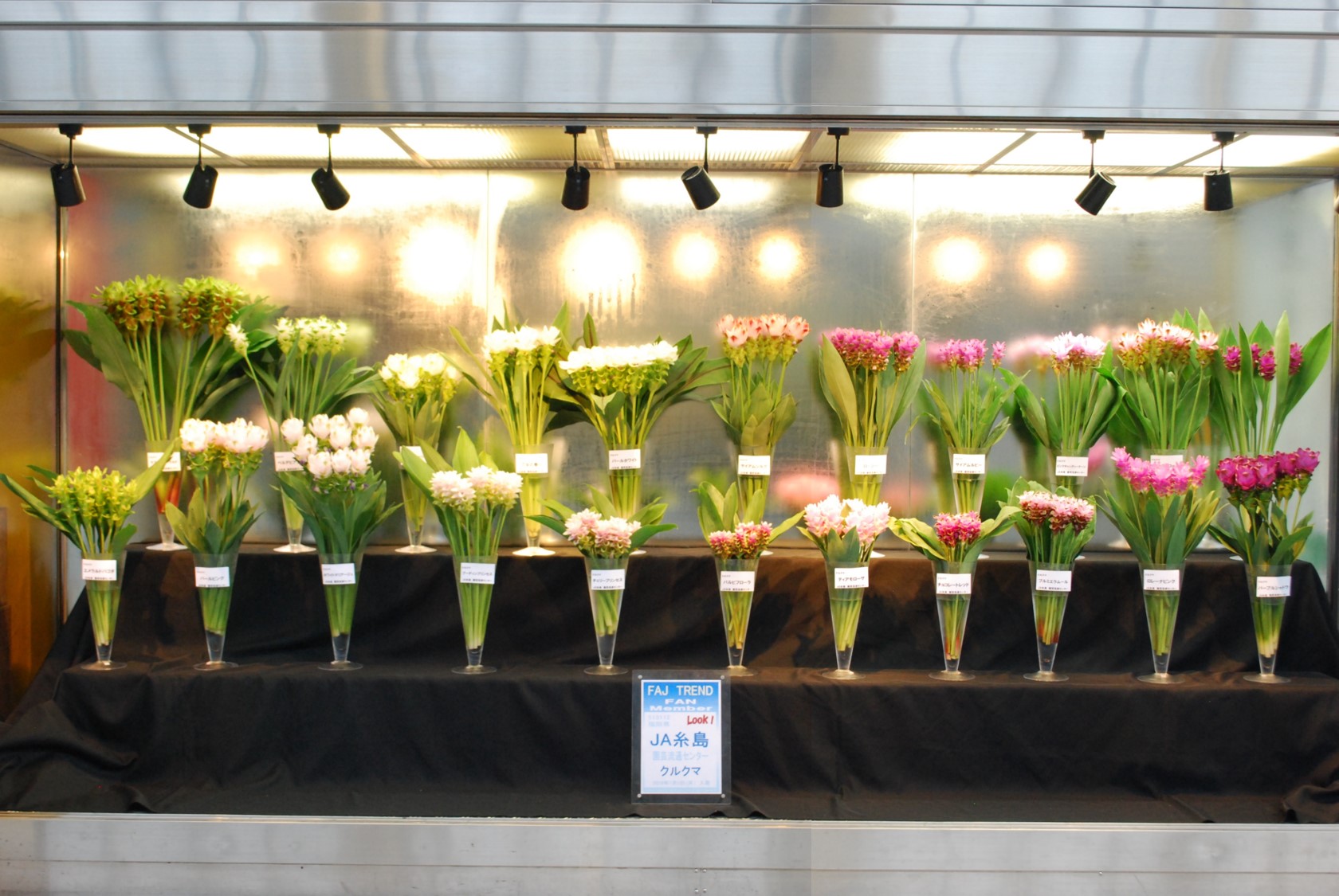Ja糸島のクルクマ Flower Auction Japan