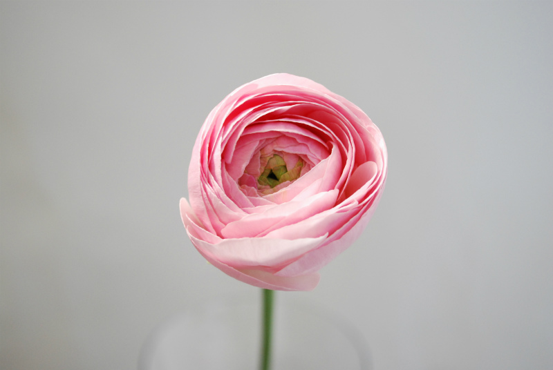 フラワースピリットのラナンキュラス Flower Auction Japan