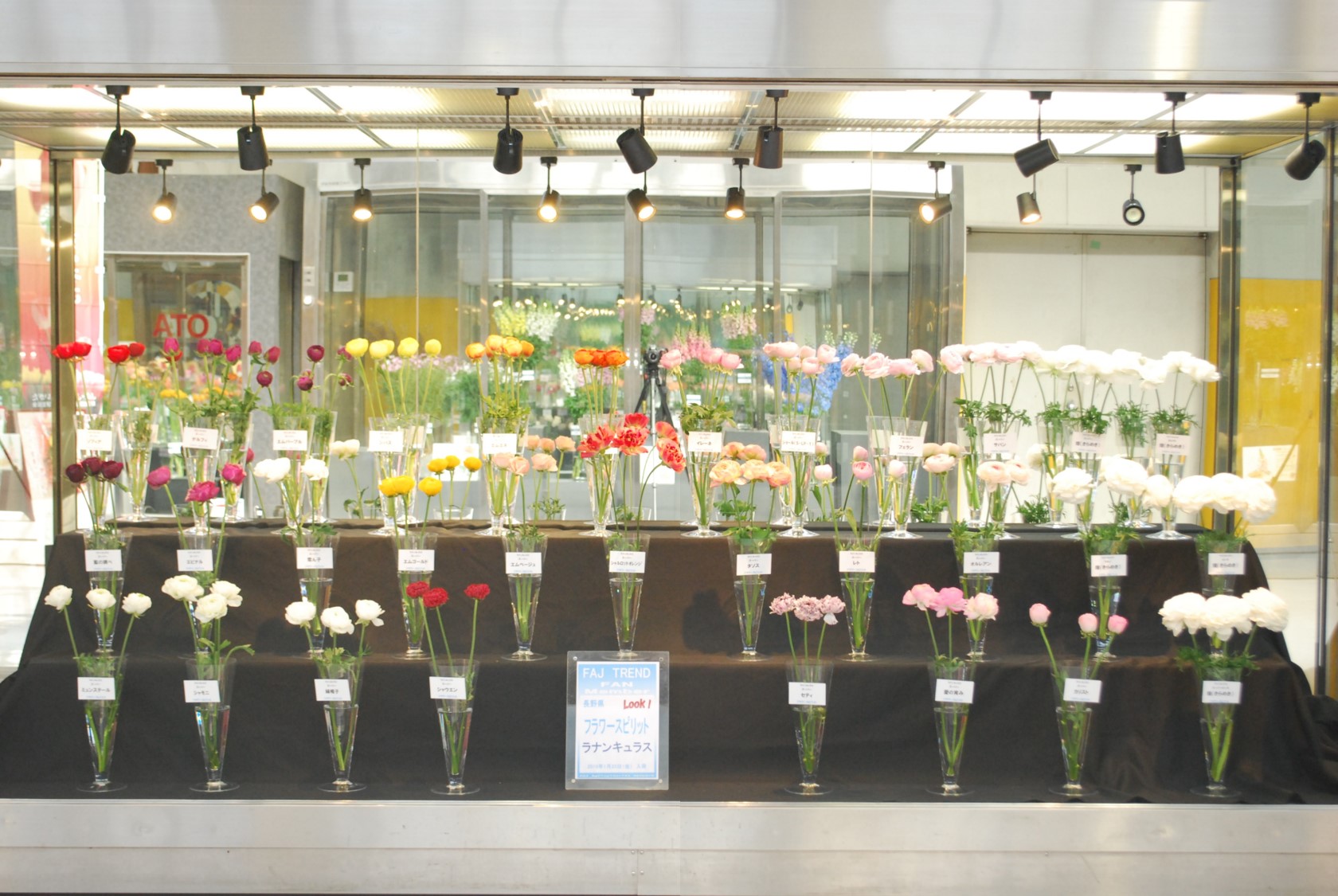 フラワースピリットのラナンキュラス | Flower Auction Japan