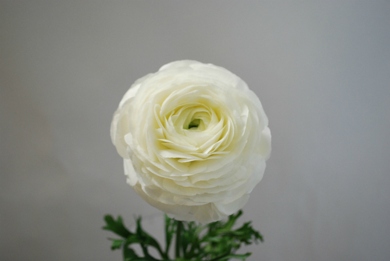 フラワースピリットのラナンキュラス Flower Auction Japan