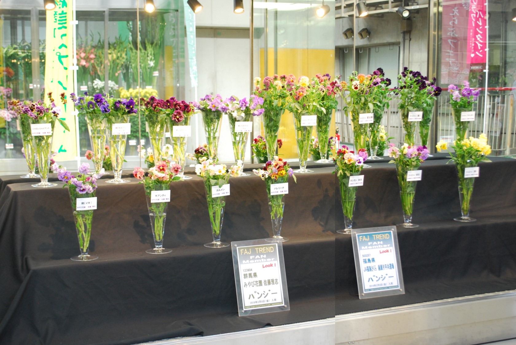Ja福島さくらとみやび花園のパンジー Flower Auction Japan