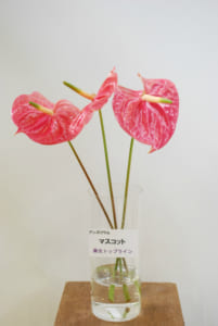 翠光トップラインのアンスリウムとカーネーション他 Flower Auction Japan