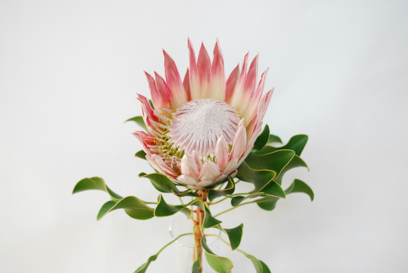The Flower Companyのネイティブフラワー | Flower Auction Japan