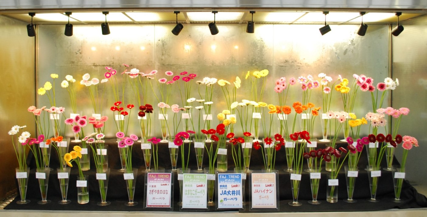 新規導入品種のガーベラ Flower Auction Japan