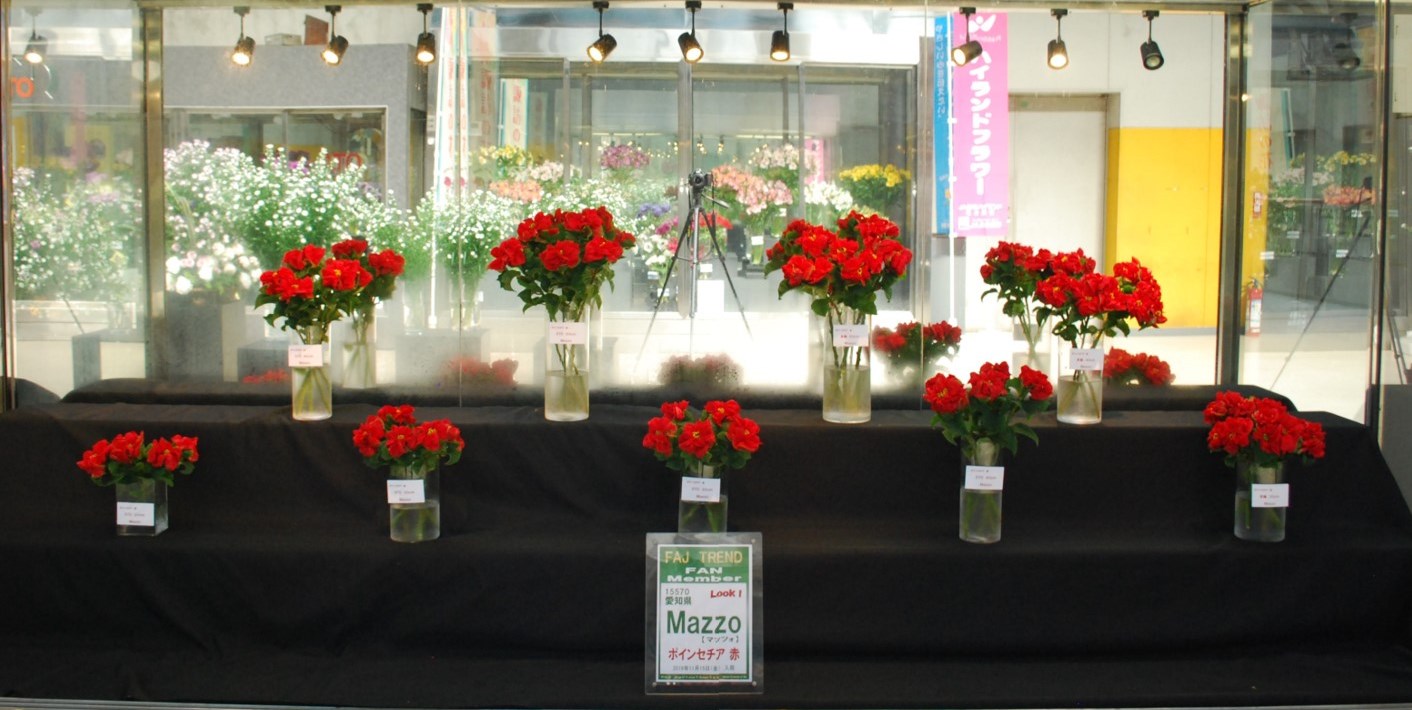 ｍａｚｚｏのポインセチア Flower Auction Japan