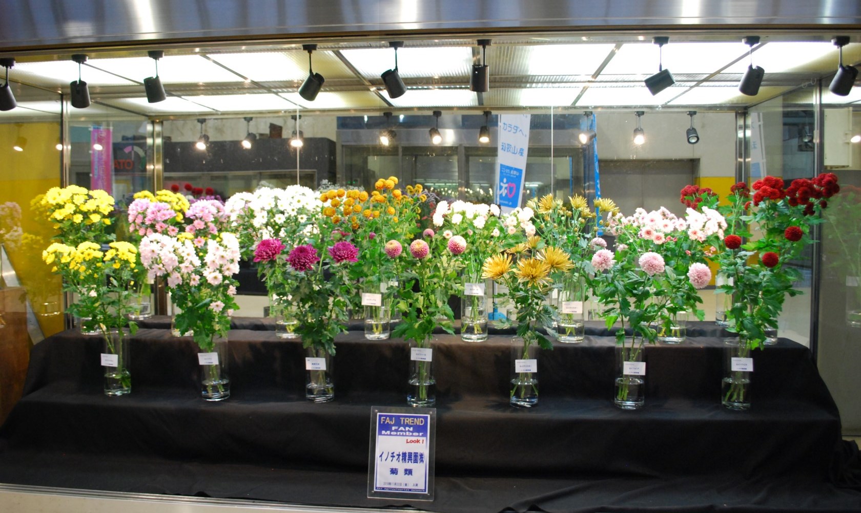 イノチオ精興園のマム Flower Auction Japan