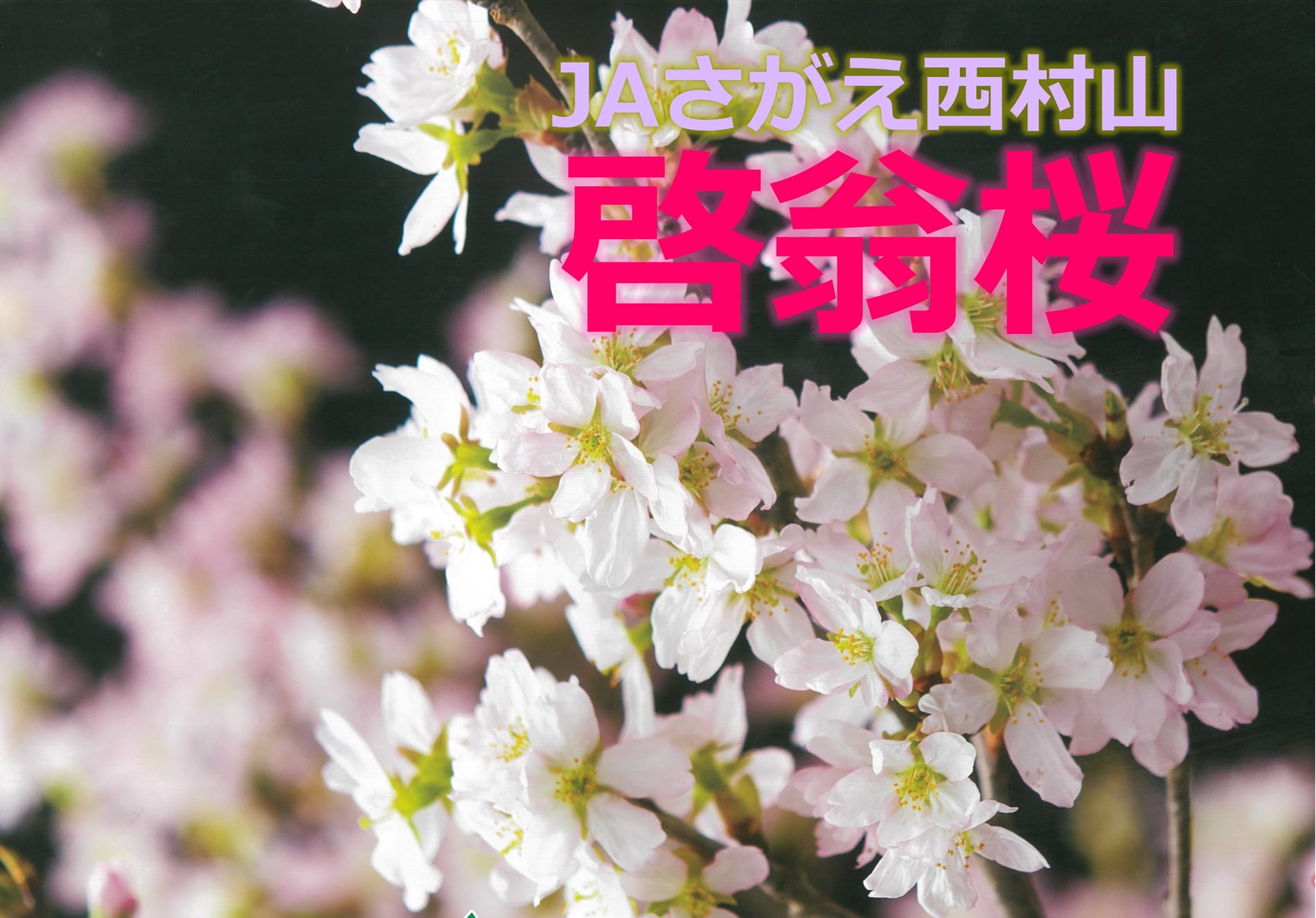 24-1191 いっちんの桜花図唐草文香合 24-1191 いっちんの桜花図唐草文香合