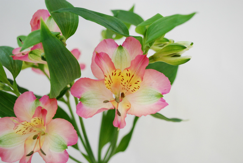 JA鶴岡のアルストロメリアとラナンキュラス Flower Auction Japan