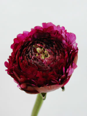 フラワースピリットのラナンキュラス | Flower Auction Japan