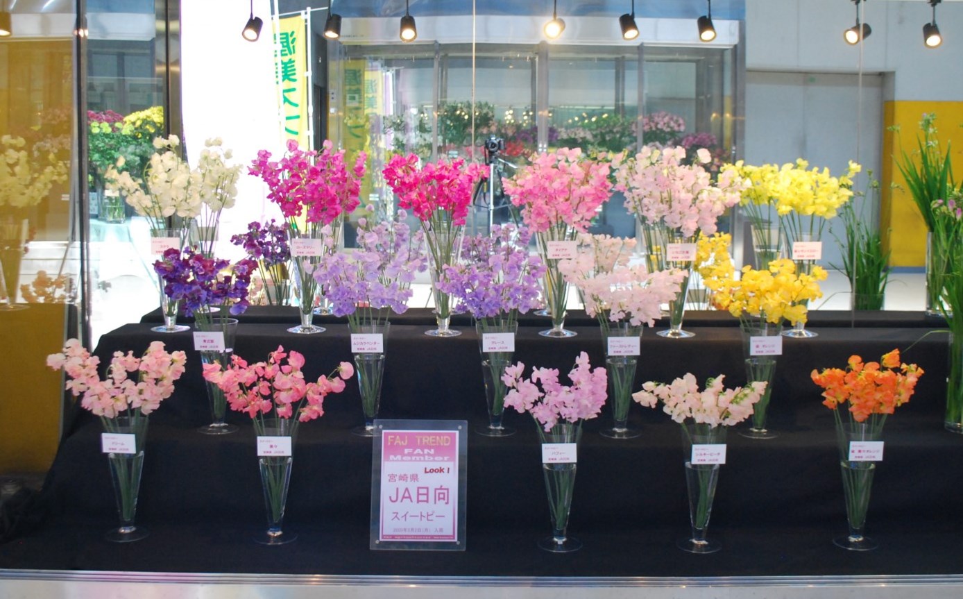ｊa日向のスイートピー Flower Auction Japan
