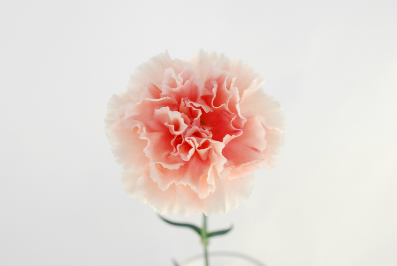 ｊａ西三河切り花グループ 匠 のカーネーション Flower Auction Japan
