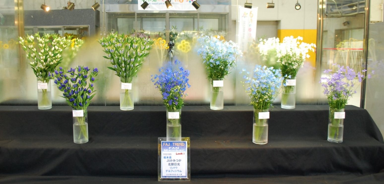 栃木県ｊａかみつが 北部日光 のリンドウとデルフィニウム Flower Auction Japan