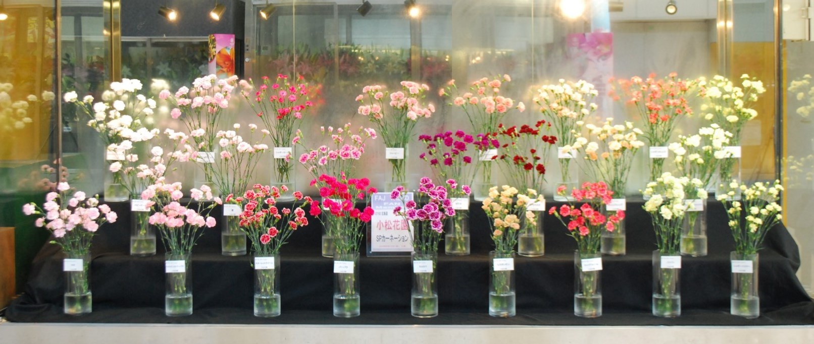 小松花園のカーネーション Flower Auction Japan