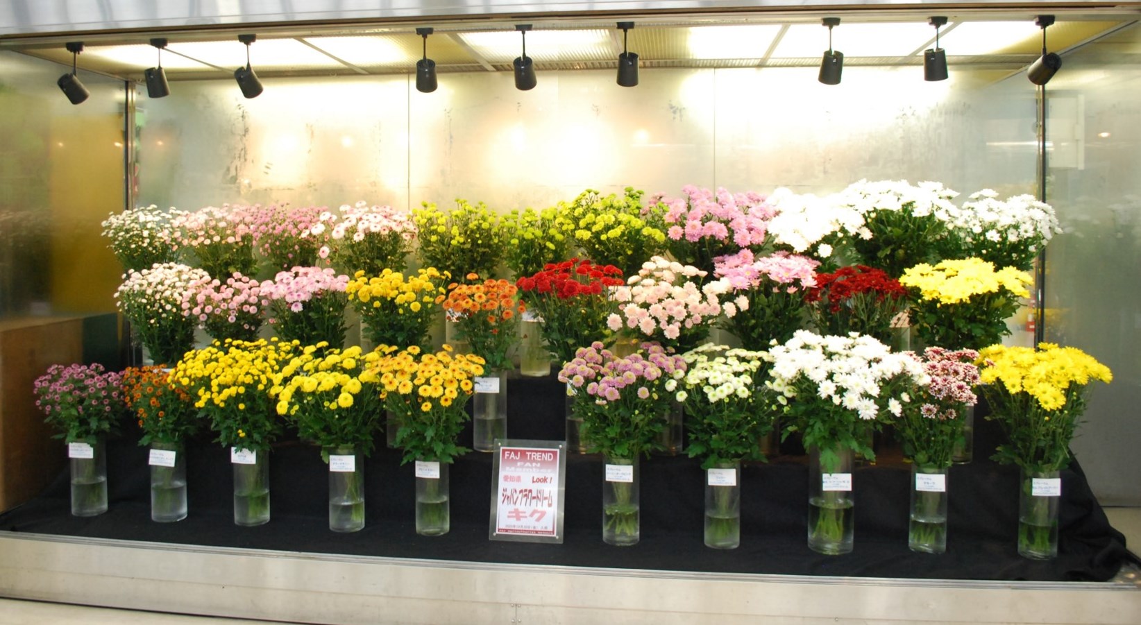 ジャパンフラワードリーム（JFD）のSPマム | Flower Auction Japan