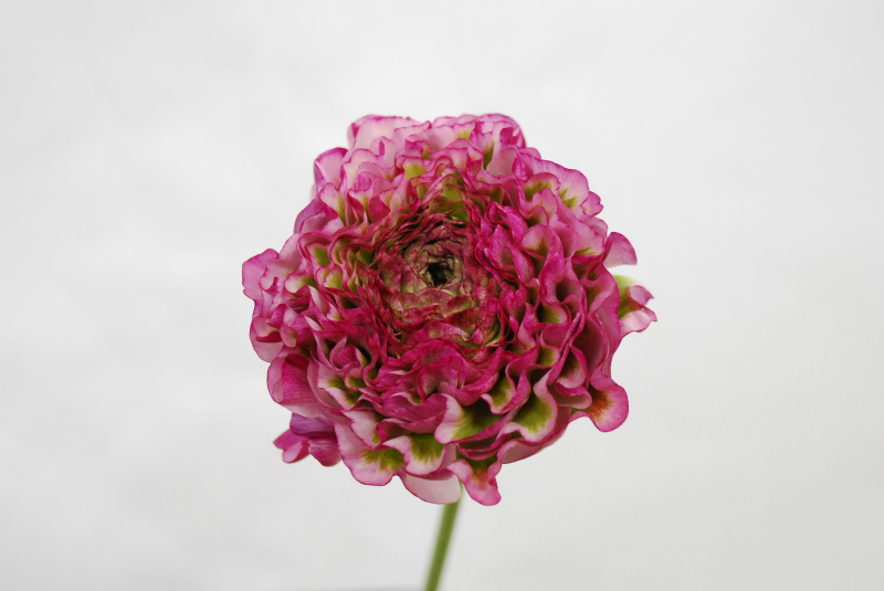 ＪＡ会津よつば 北会津集荷場のラナンキュラス | Flower Auction Japan