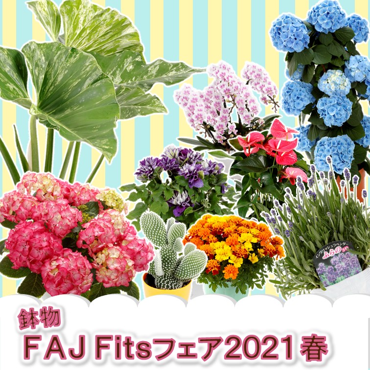 FAJ Fitsフェア2021春が開催されました。 | Flower