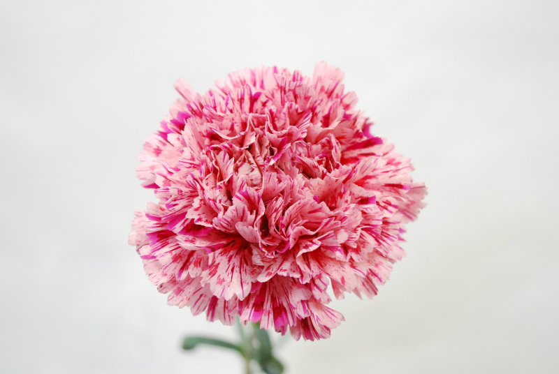 愛知県産カーネーション | Flower Auction Japan | フラワー