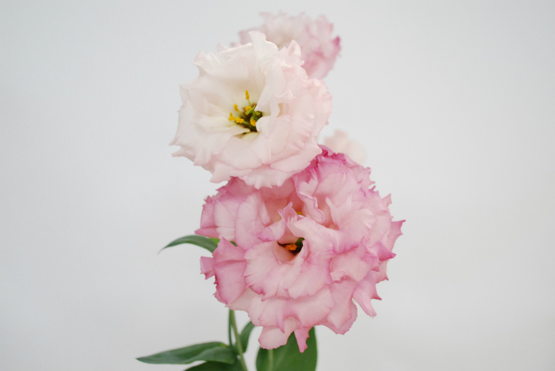 住化農業資材のトルコ スカビオサ スターチス カスミソウ Flower Auction Japan