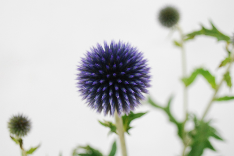 JA全農長野 信州の花 | Flower Auction Japan | フラワー