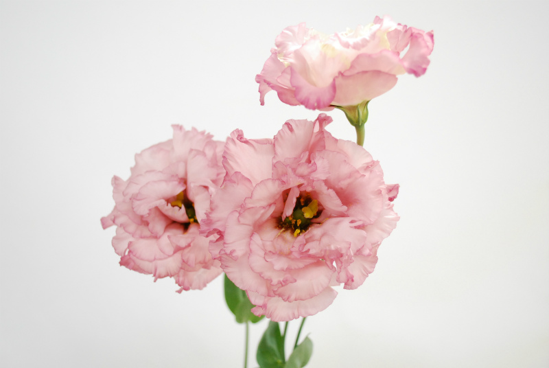 住化農業資材のトルコ スカビオサ スターチス カスミソウ Flower Auction Japan