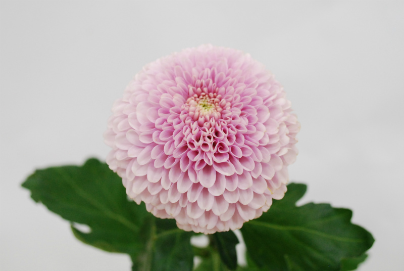愛知県 杉江志信さんのマム | Flower Auction Japan