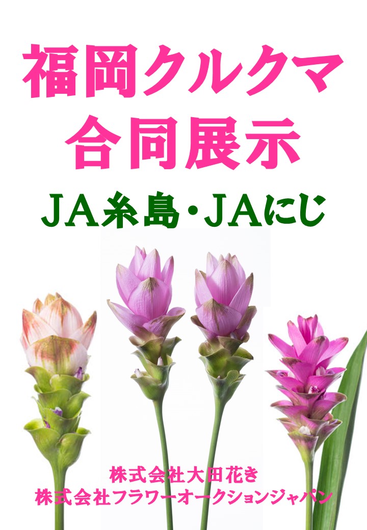 福岡クルクマ合同展示 中央通路展示を行いました Flower Auction Japan