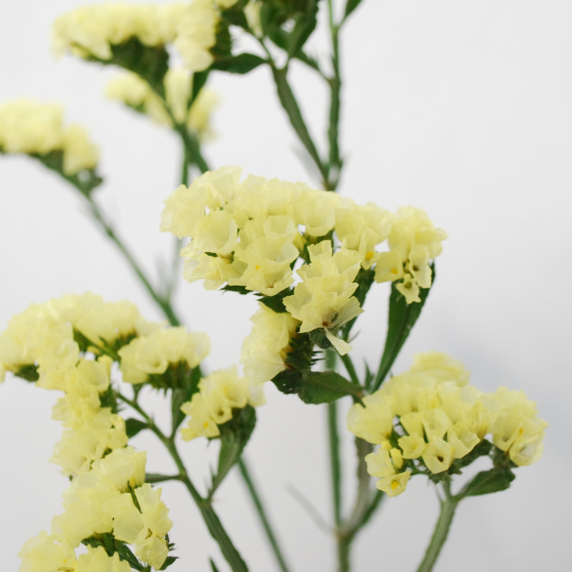 -y.a-様✨100本【717】【718】スターチス　ファインパール　イエロー JA紀州みなべいなみのスターチス | Flower Auction Japan