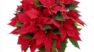 ❤️🎄ポインセチア🎄❤️ . クリスマスのシーズンには欠かせないポインセチア❣️ 冬の風物詩ですが、実は熱帯の植物なので寒さが苦手です😢  直射日光を避けつつ、日当たりのいい窓辺などにおいて楽しむのもいいとおもいます👍🏼💯 水も土が乾燥したらあげる程度で大丈夫 