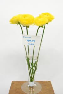 JA日向のラナンキュラス | Flower Auction Japan