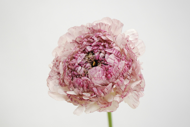 ｊａ日向のラナンキュラス Flower Auction Japan