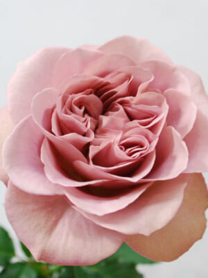 神奈川県産のバラ
