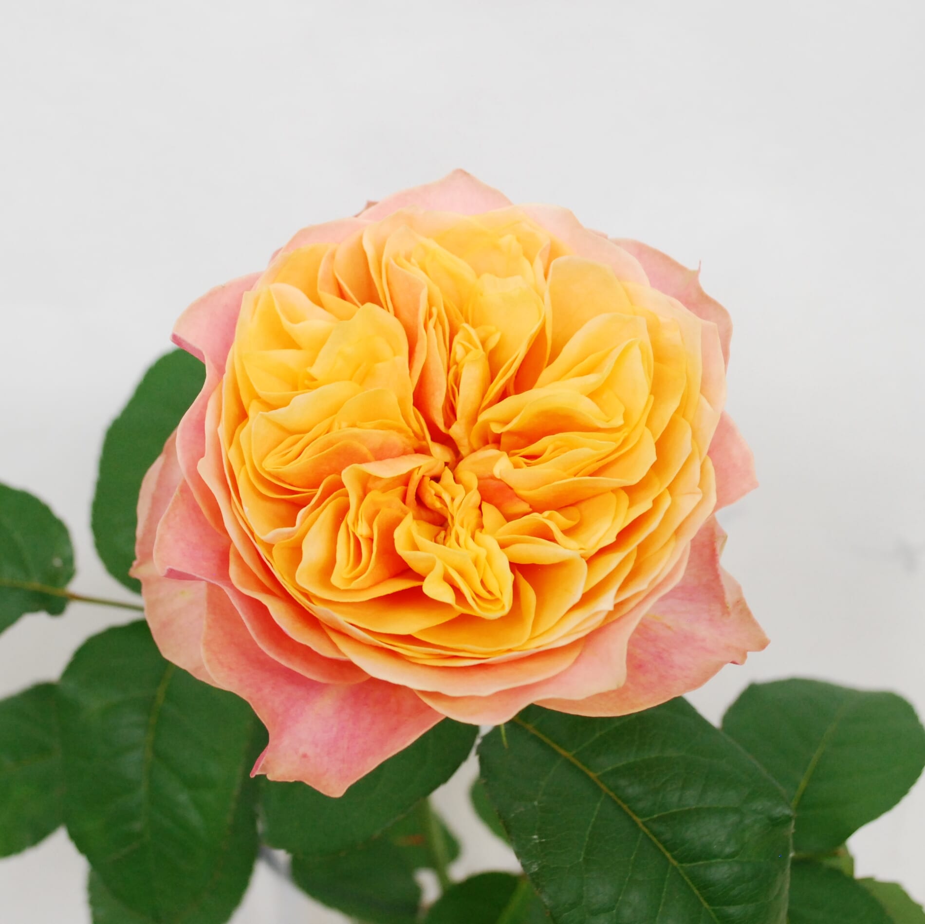 薔薇とお髭草 MPS安彦園芸のバラ | Flower Auction Japan | フラワー