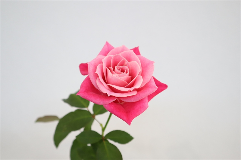 神奈川県産のバラ | Flower Auction Japan | フラワーオークション