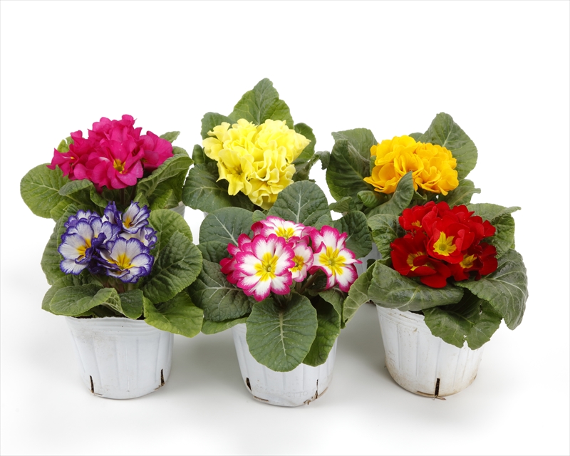 ふらわー出品　合格レポート ふらわー出品 合格レポート FAA 2025 受賞作品 | Flower Art Awrad