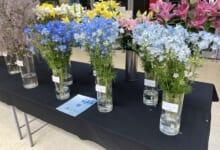 2024年7月「北海道の花」