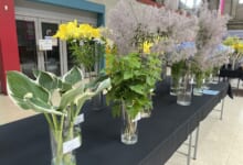 2024年7月「北海道の花」