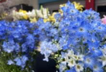 2024年7月「北海道の花」