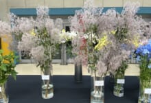 2024年7月「北海道の花」
