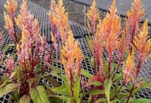 IDEAL FLOWER　セロシア 旧霧島の秋アプリコット