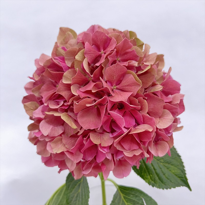 JA北空知広域の花 | Flower Auction Japan | フラワーオークション