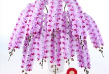 農林水産大臣賞 B-8 ファレノ　「ＭＳ－ＰＩＮＫロゼリア」 ８号 モテギ洋蘭園 茂木敏彦 埼玉県