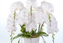 東京都知事賞 B-1 ファレノ　「ユキザクラ」 ８号 座間洋らんセンター 神奈川県