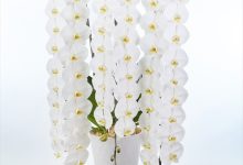 農林水産省農産局長賞 C-37 ファレノ　ソ－ゴユキディアン　「ザプレミアムホワイト」 ８号 座間洋らんセンター 神奈川県