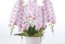 農林水産省関東農政局長賞 D-6 ファレノ　「ＣＬ６１３」 １０号 おぎの蘭園 埼玉県