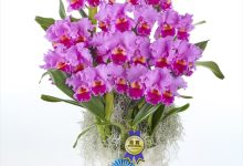 東京都議会議長賞 F-1 カトレヤ　ドラムビ－ト　「ヘリテッジ」 １０号 山野井　喜仁 茨城県